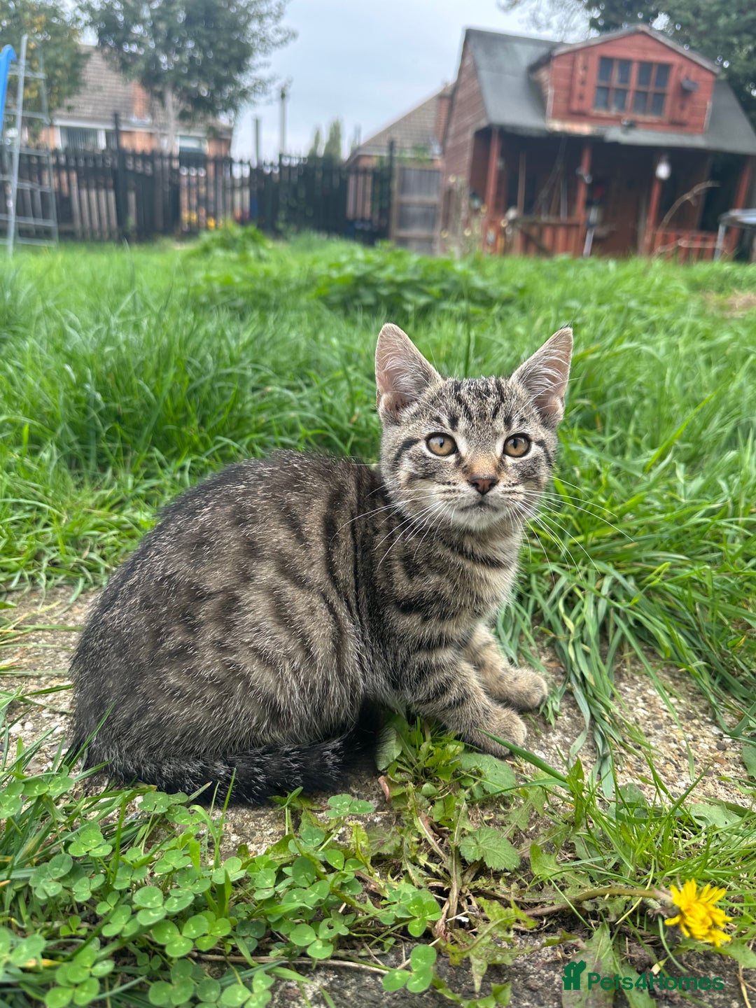Mixed Breed cats for sale: Lovely adorable kittens - Image 2