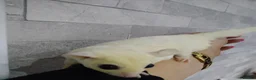 Sugar Glider rodents for sale: Stunning platinum baby boy  - Advert 9