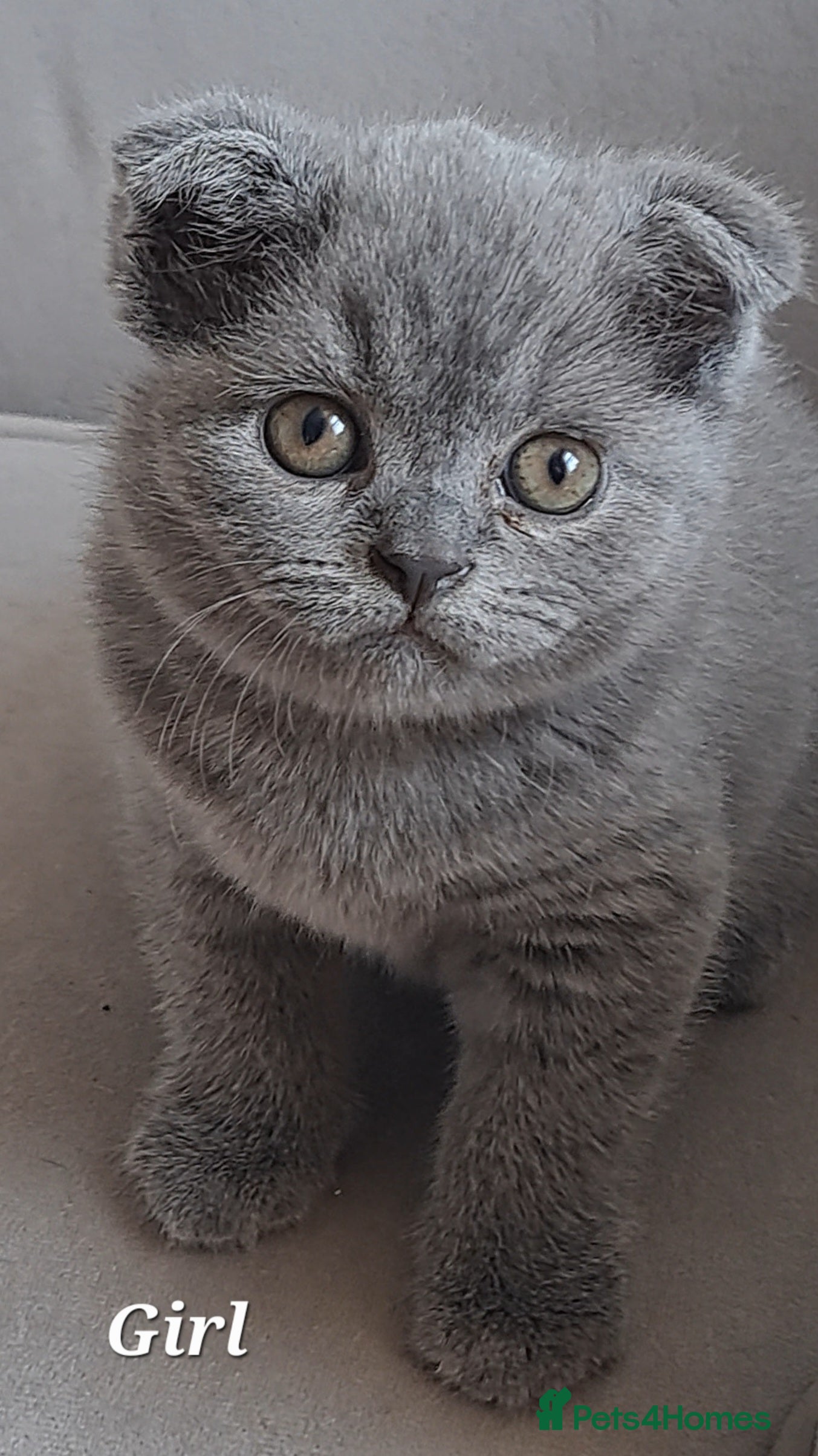 British Shorthair cats for sale: British Shorthair Blue CHAMPION BLOOD LINE - Advert 7