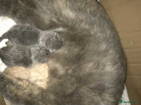 British Shorthair cats FULL PEDIGREE WITH PAPERS/REGISTERED & VACCINATED - Advert 1