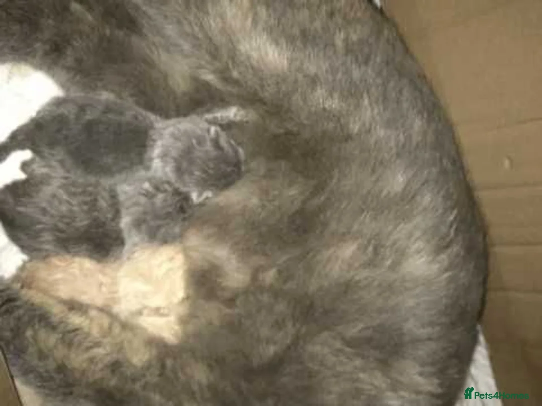 British Shorthair cats for sale: FULL PEDIGREE REGISTERED BSH - Advert 14