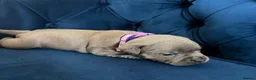Staffordshire Bull Terrier dogs for sale: KC Staffordshire Bull Terrier Puppies - Advert 19