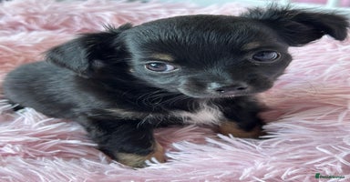 Chihuahua dogs - Advert 14