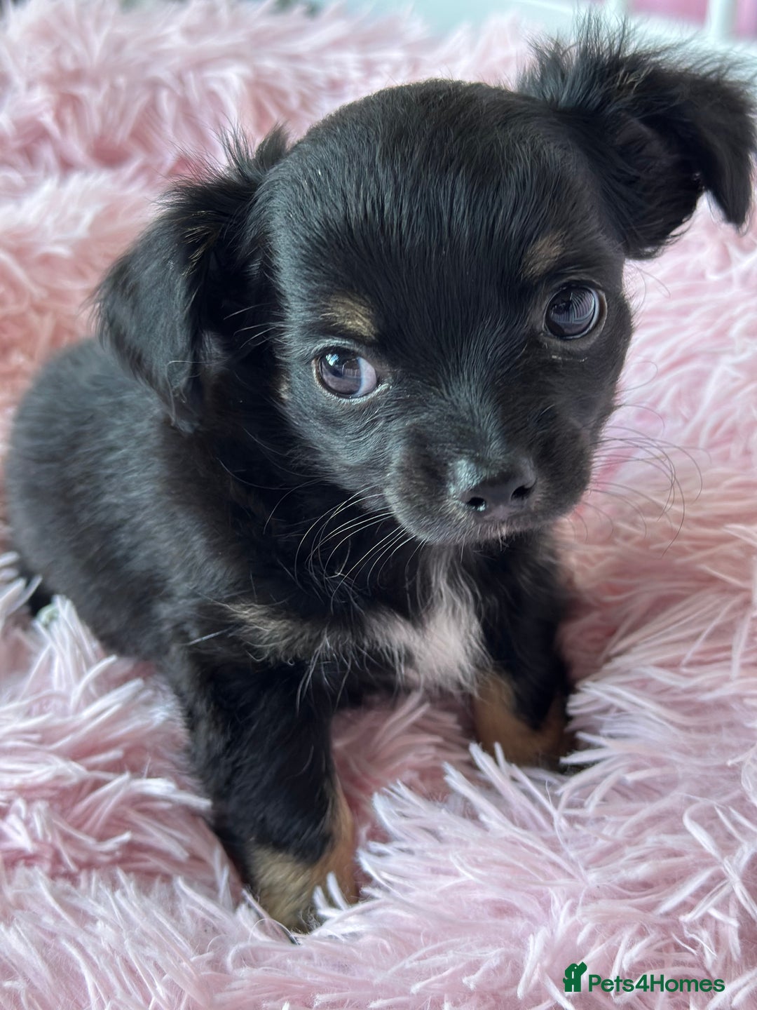 Chihuahua dogs for sale: Beautiful Chihuahua Puppies  - Image 2