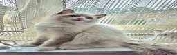 Ragdoll cats for sale:  TICA Ragdoll female - Advert 4