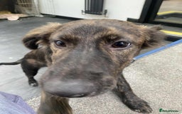 Mixed Breed dogs for adoption: Holly needs a perfect home for Christmas - Image 10