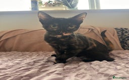 Mixed Breed cats for sale: Kittens for sale - Image 4