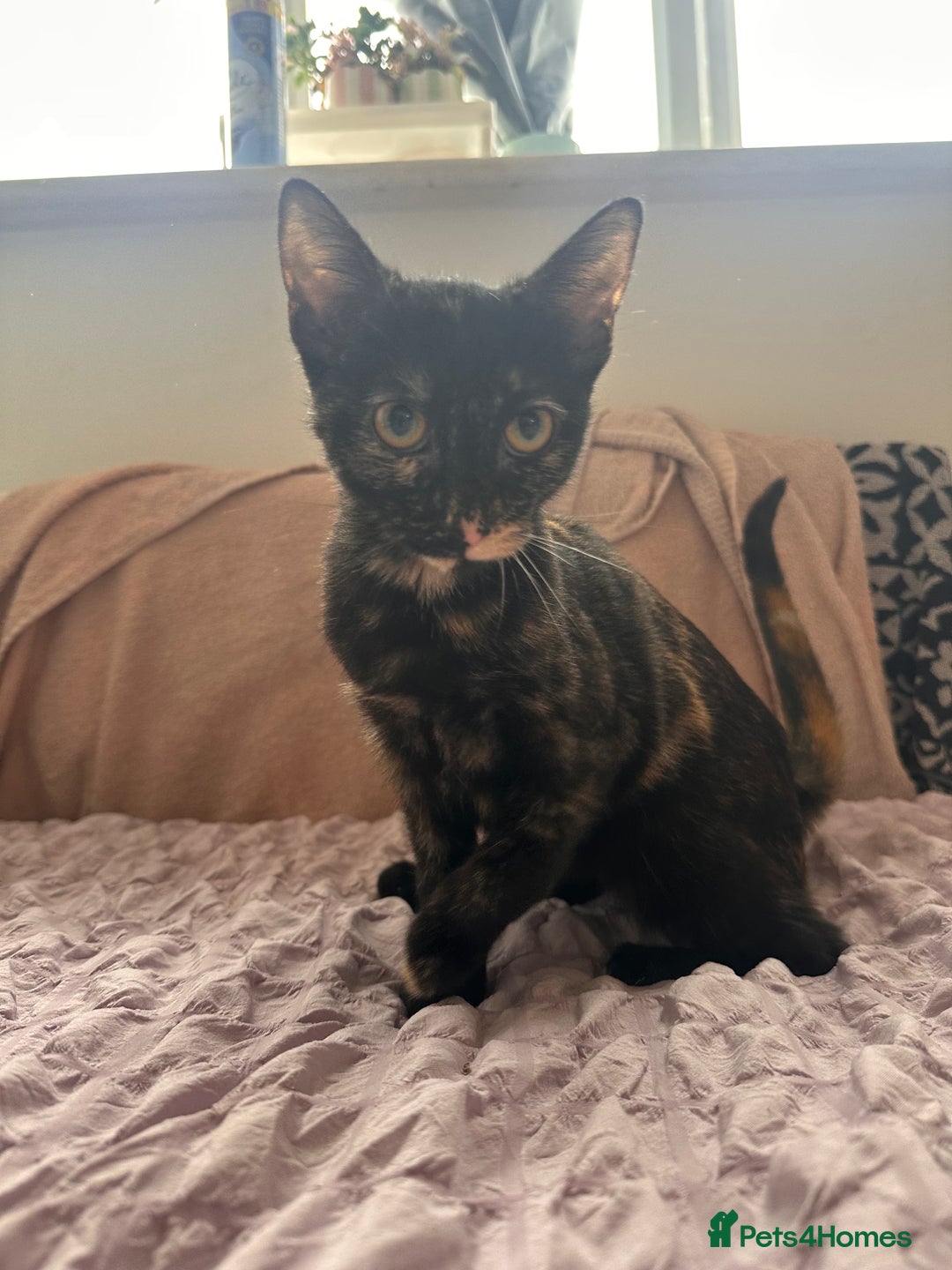 Mixed Breed cats for sale: Kittens for sale - Image 4