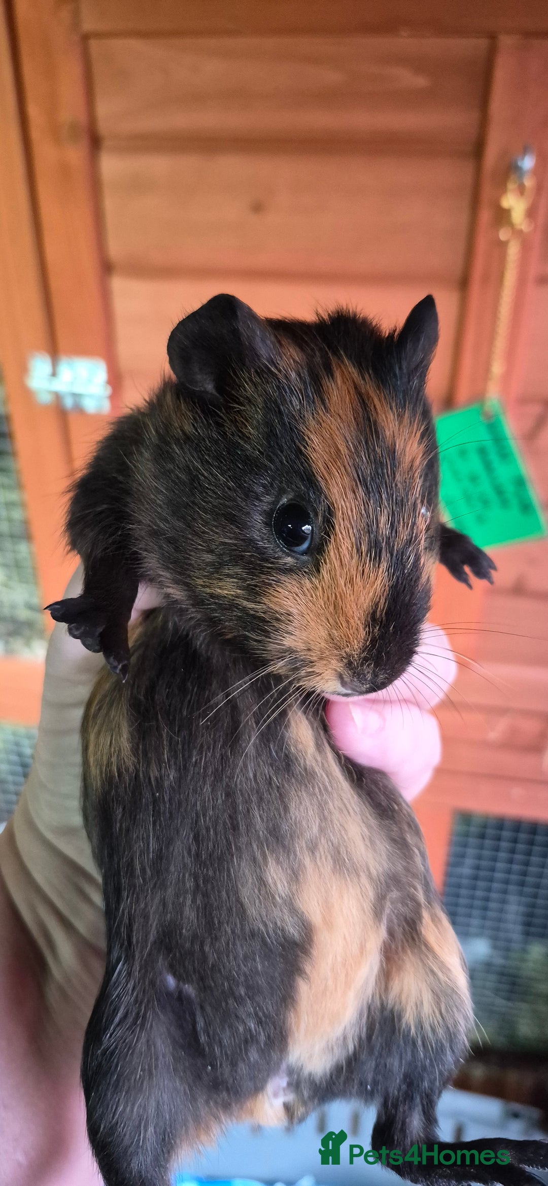 Guinea Pig rodents for sale: 2x Male guinea pigs - Advert 3