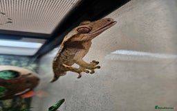 Gecko reptiles for sale: Crested Gecko + Vivarium Full set up  - Image 9