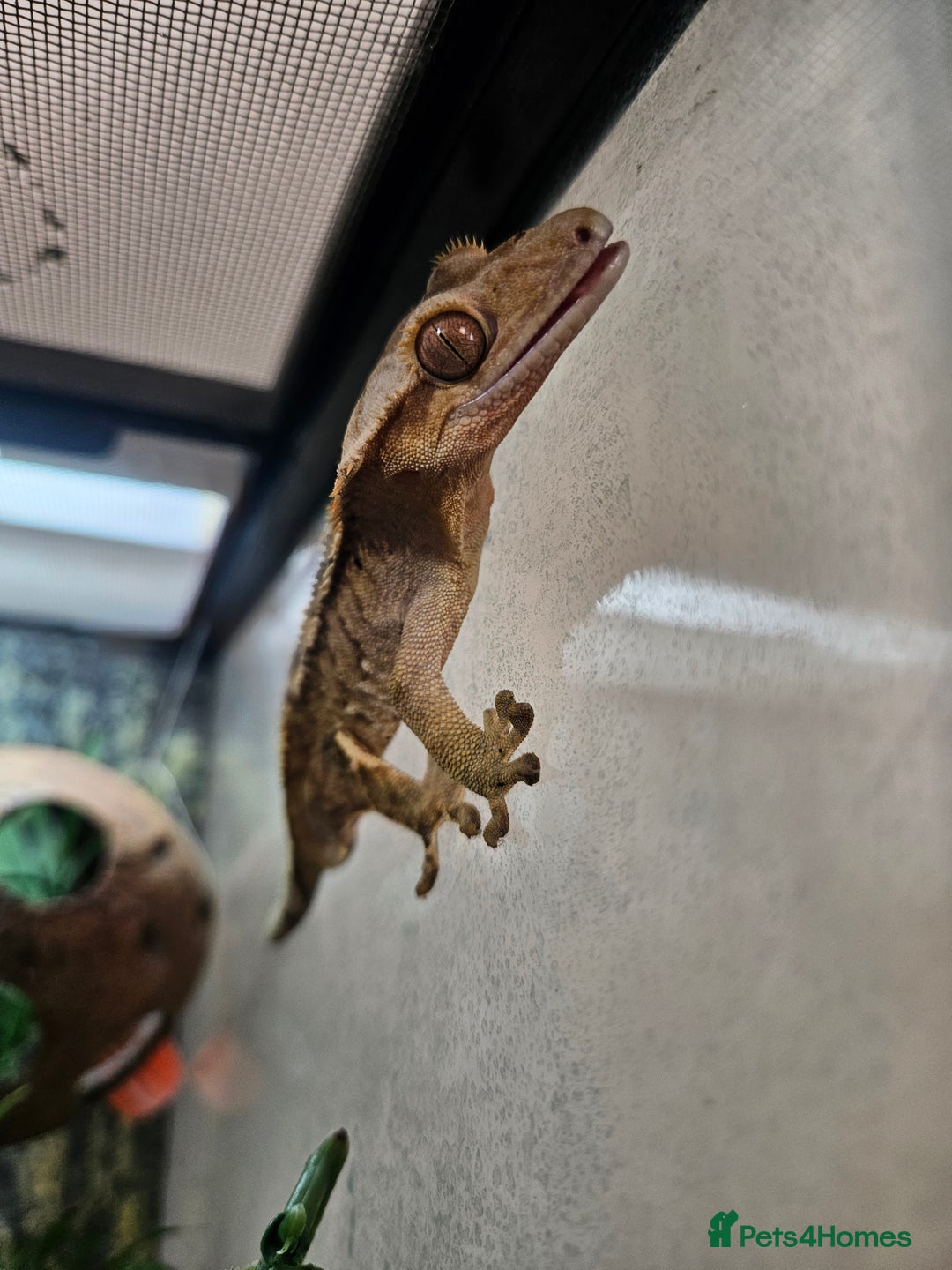 Gecko reptiles for sale: Crested Gecko + Vivarium Full set up  - Image 9