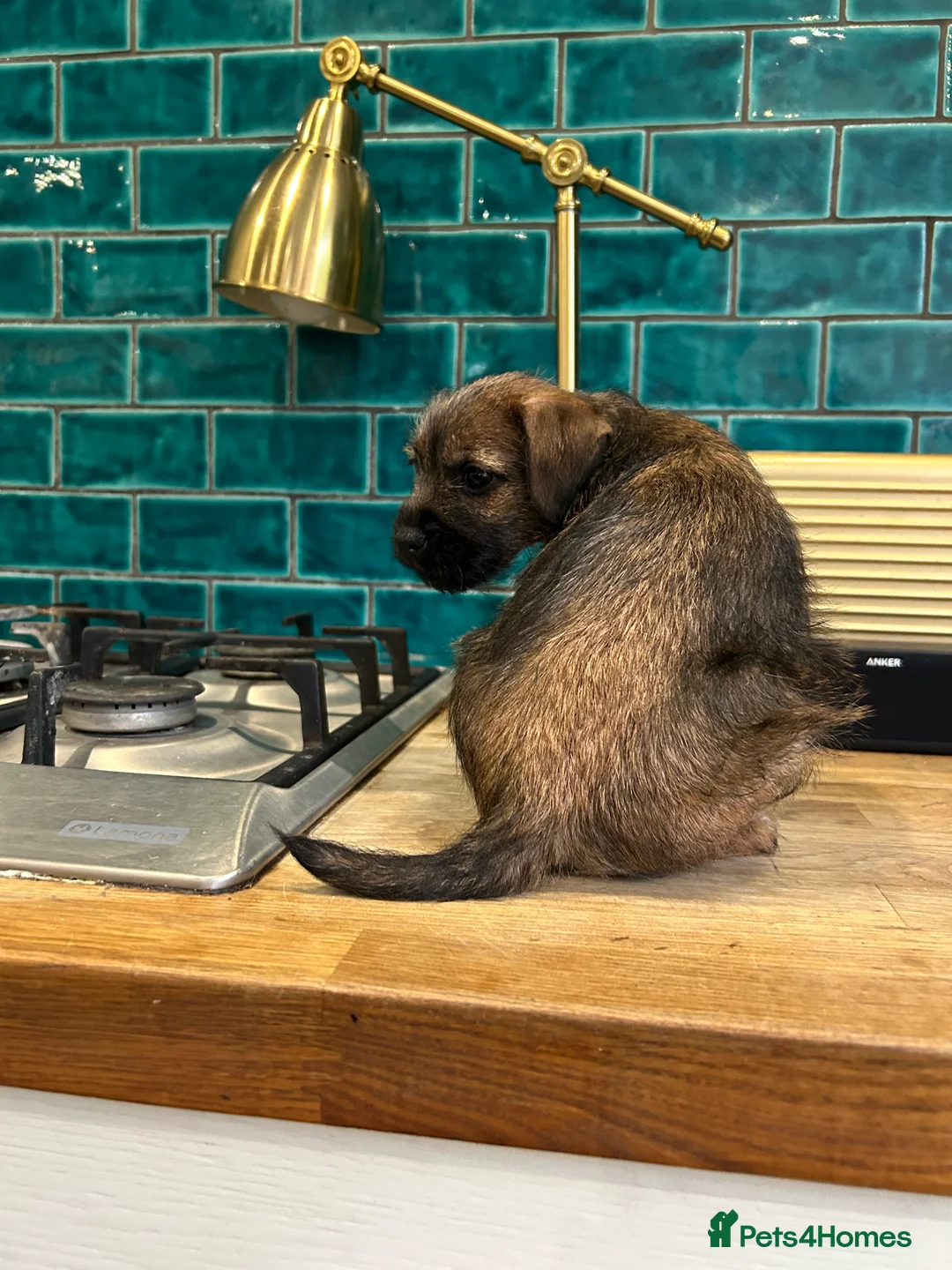 Border Terrier dogs for sale: Female KC registered Border Terrier  - Advert 5