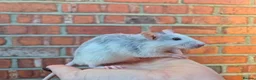 Rat rodents for sale: Male and female rats  - Advert 2