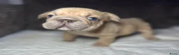 French Bulldog dogs for sale: French bulldog puppies Ready Now! - Advert 30