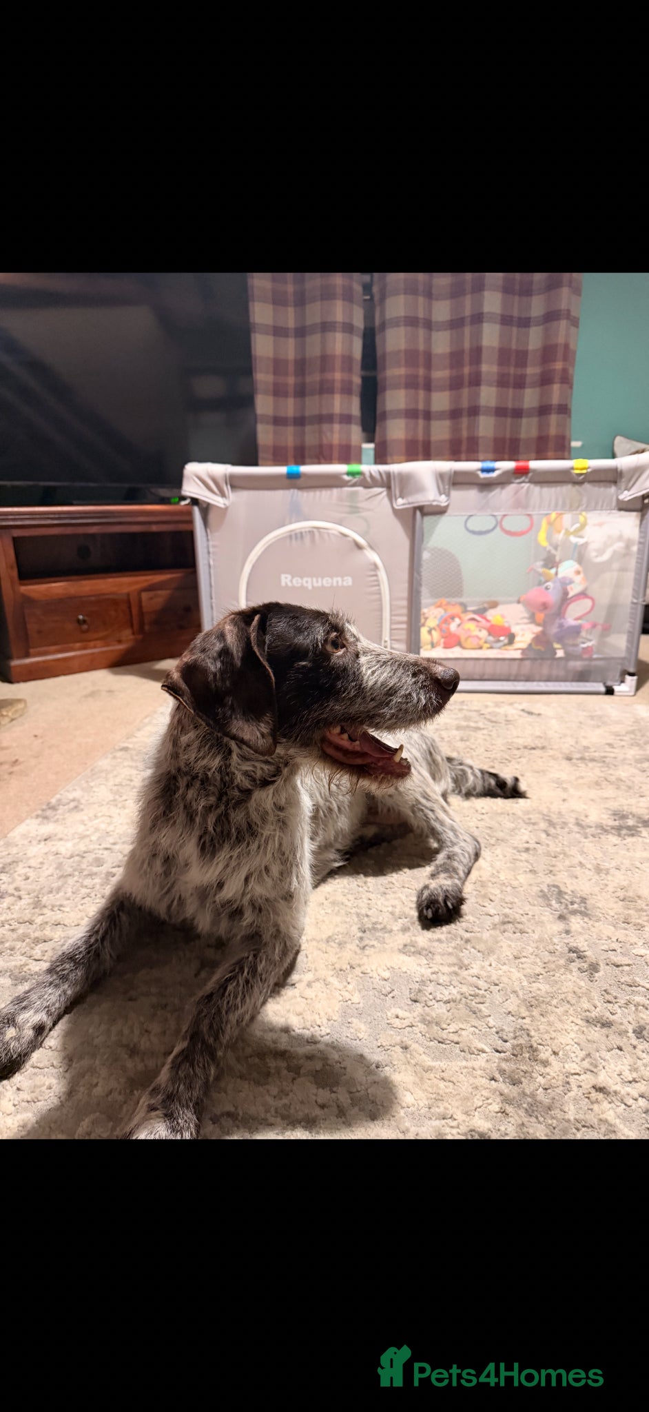 German Wirehaired Pointer dogs Family dog  - Advert 1