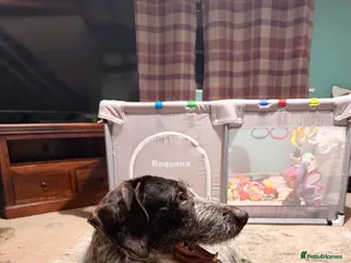 German Wirehaired Pointer dogs Family dog - Advert 1