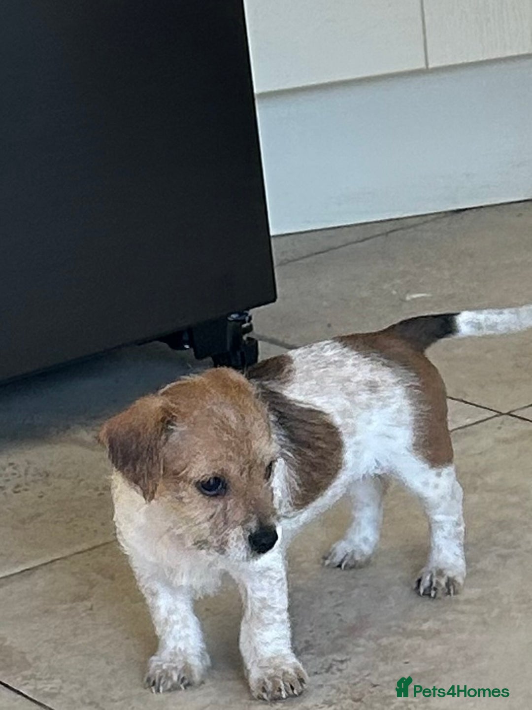 Jack Russell dogs for sale: Pure Jack Russell puppies ready now - Image 9