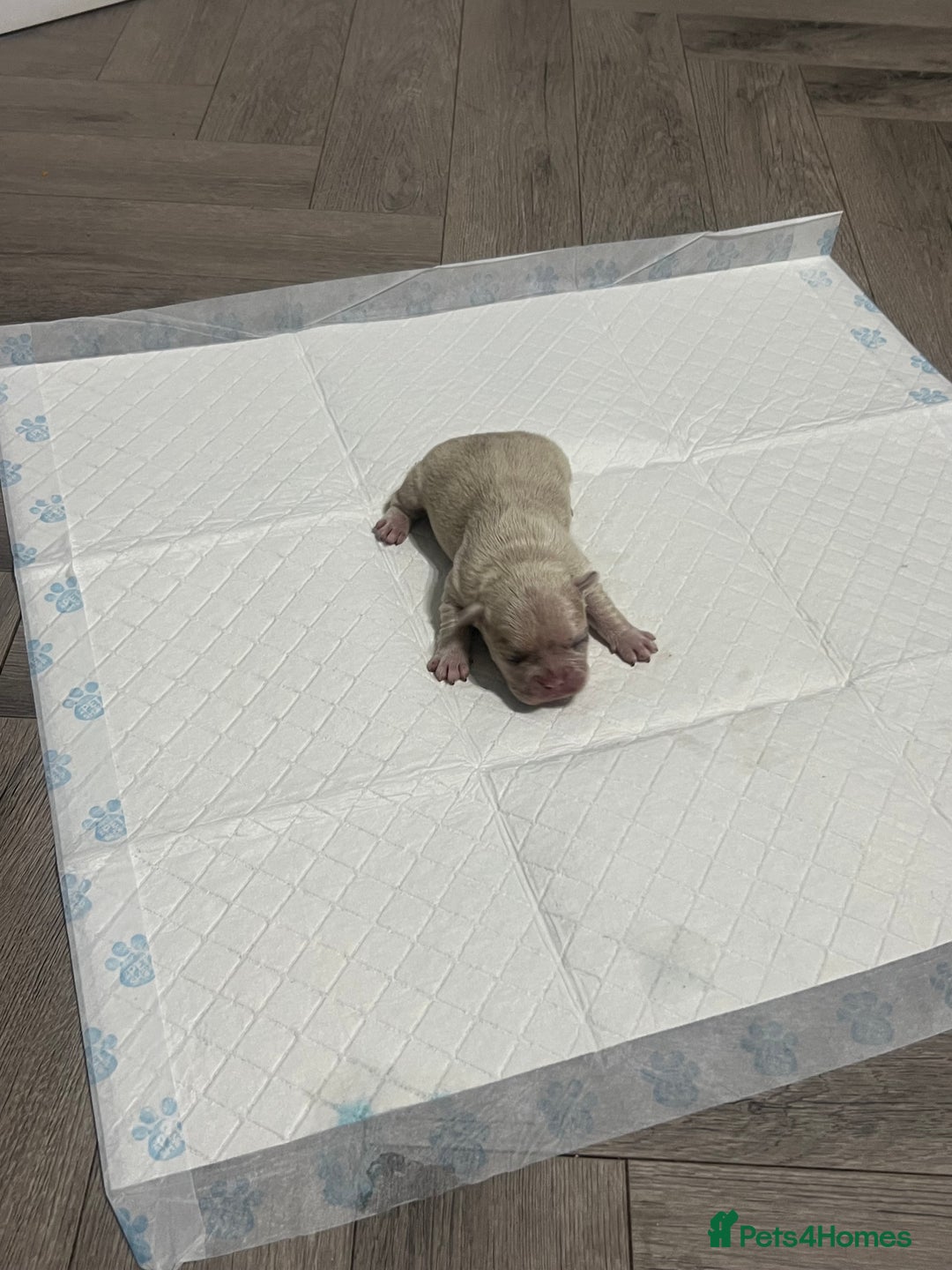 French Bulldog dogs for sale: French Bulldog Puppy’s  - Advert 7