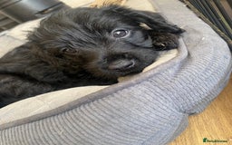 Mixed Breed dogs for sale: F1 Borderpoos - Image 11