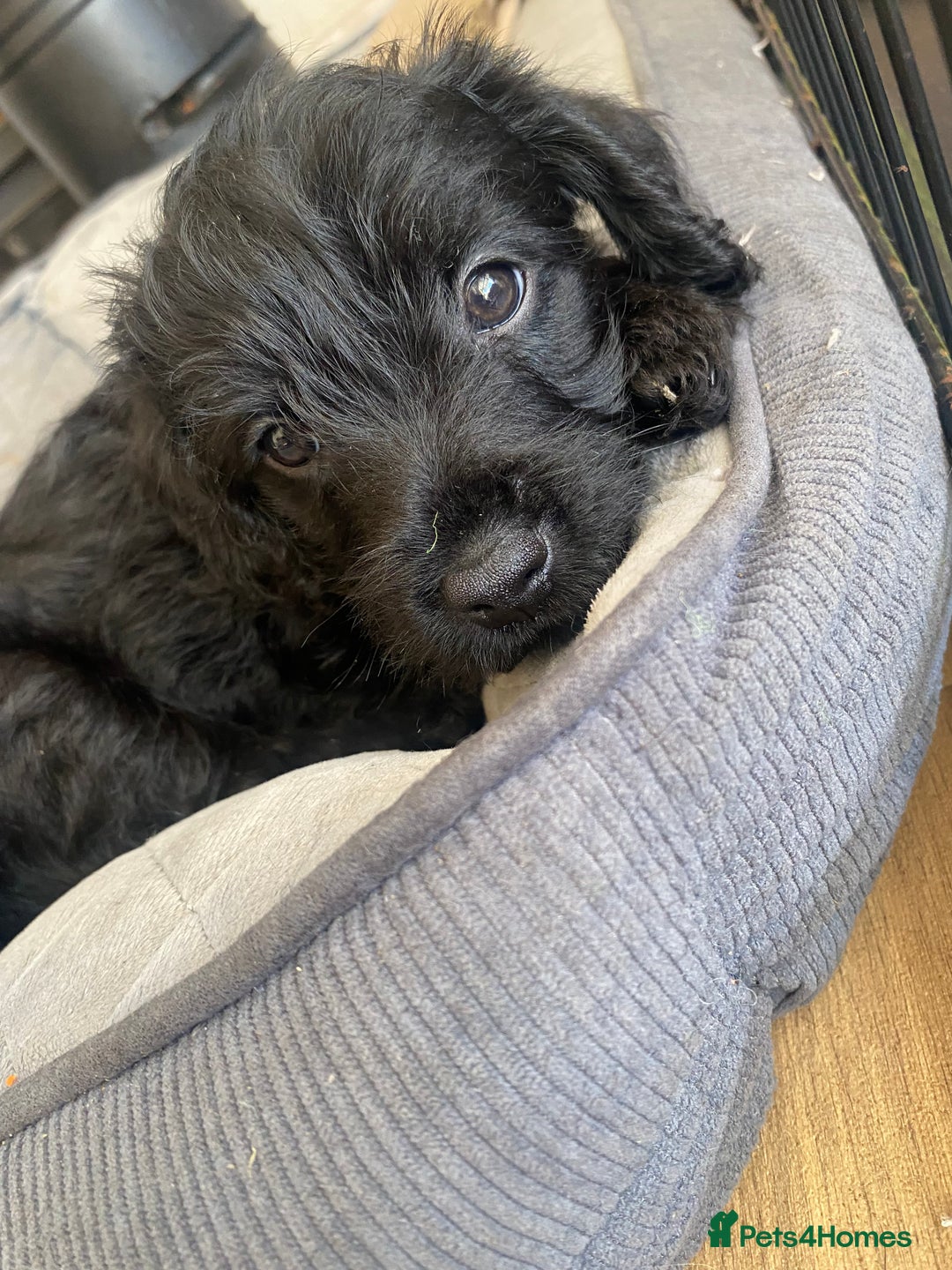 Mixed Breed dogs for sale: F1 Borderpoos - Image 11