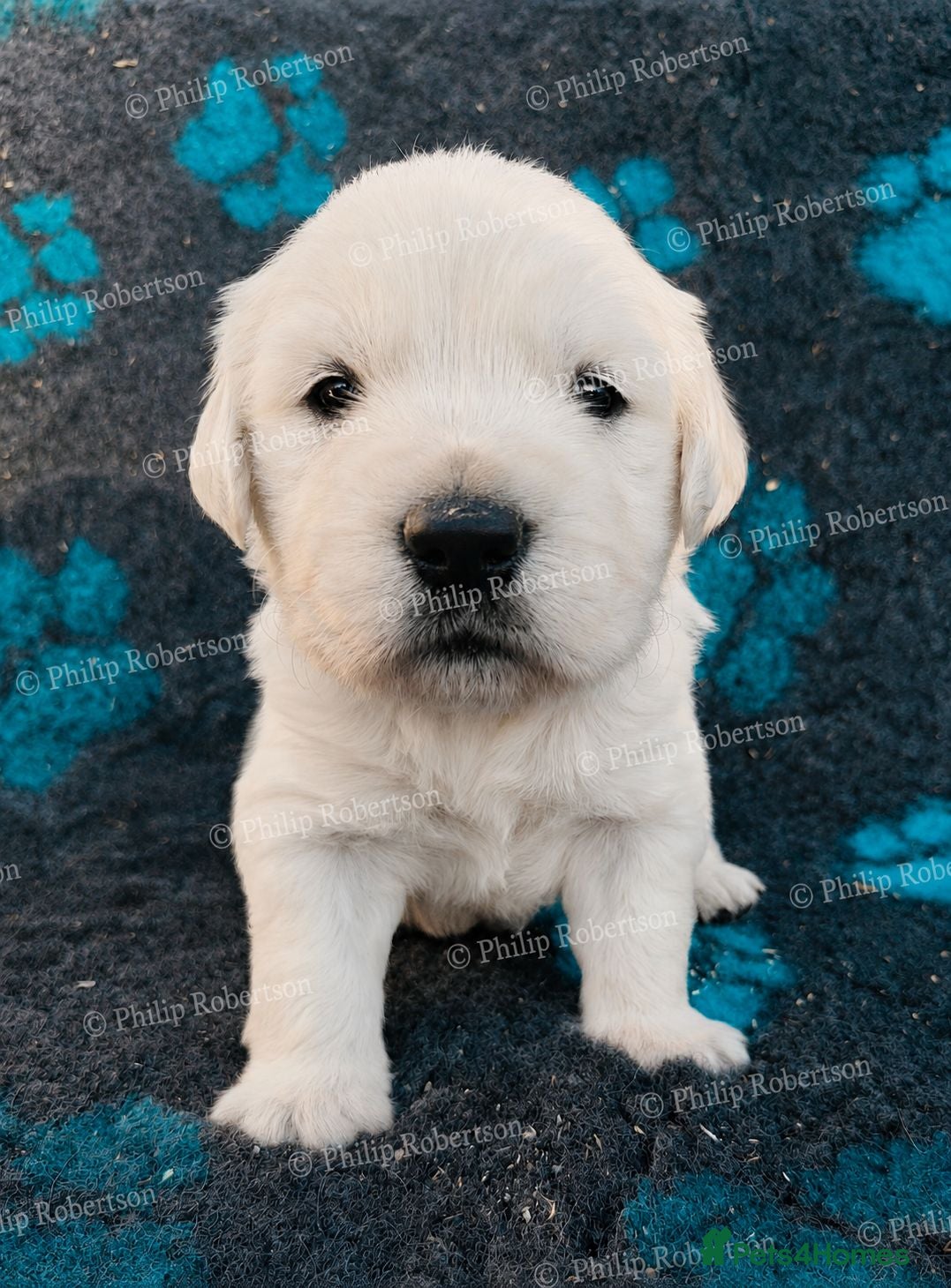 Golden Retriever dogs Chunky Cream Golden Retriever Puppies  - Advert 2