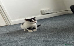 Domestic Shorthair cats for sale: Adorable Kittens Looking for a Loving Home, 🏡 - Image 11