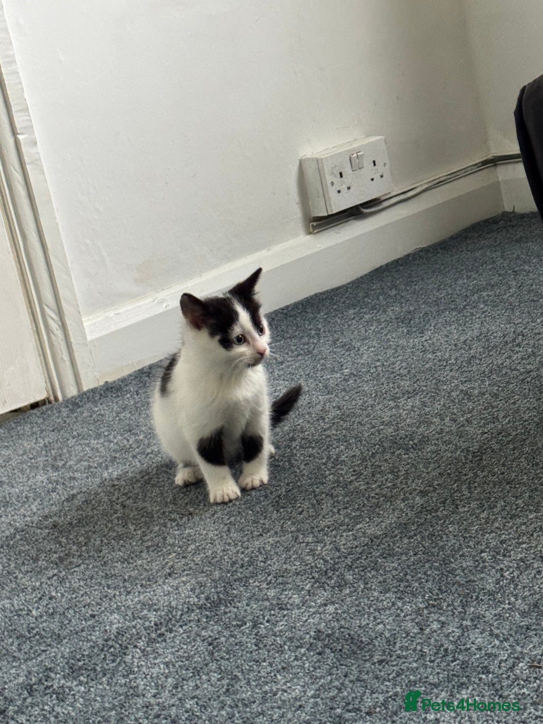 Domestic Shorthair cats for sale: Adorable Kittens Looking for a Loving Home, 🏡 - Image 11