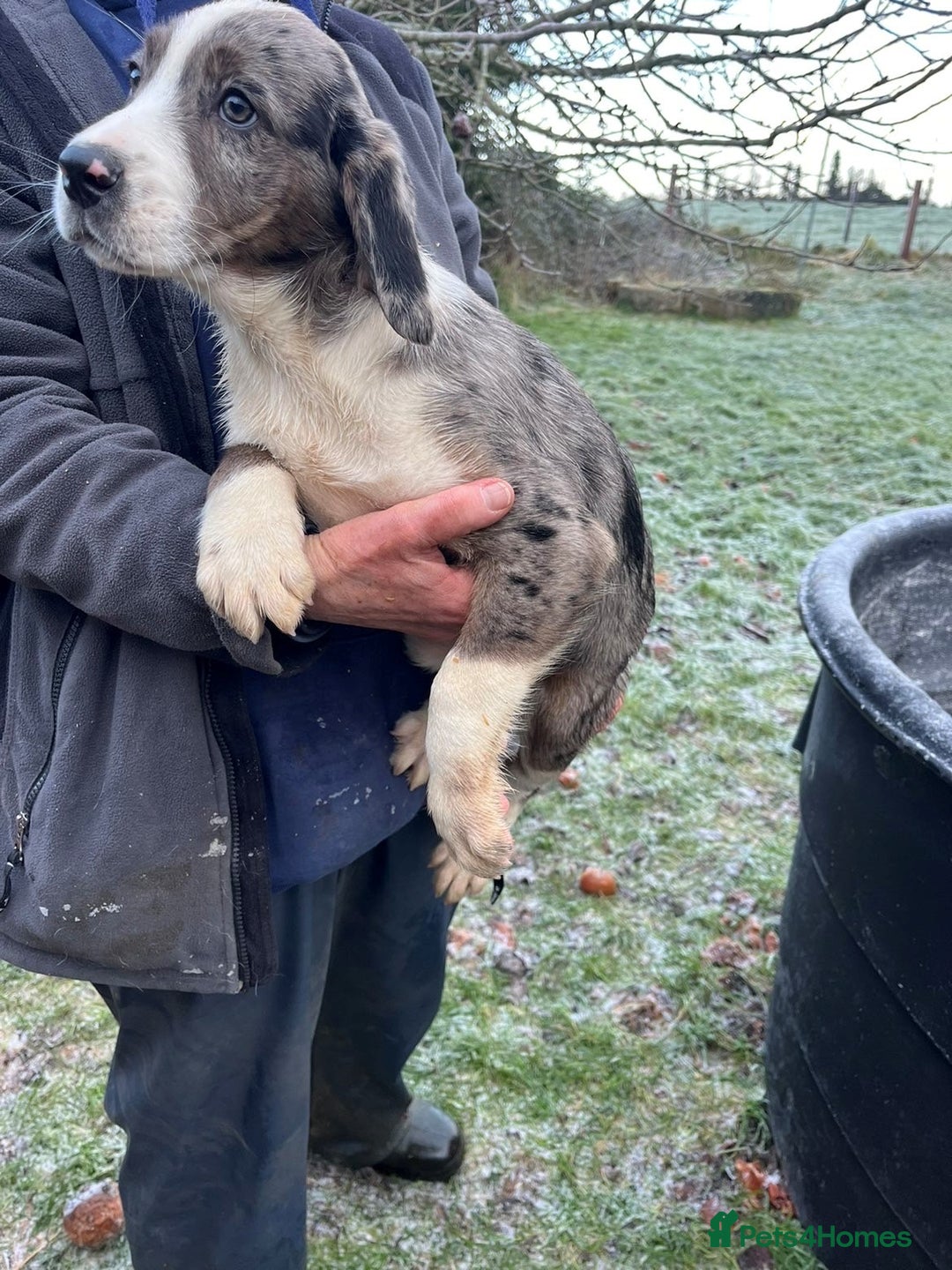 Mixed Breed dogs for sale: Border Collie x Cocker spaniel Pups  - Advert 2