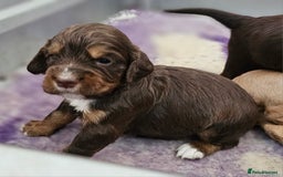 Cocker Spaniel dogs for sale: 8 AMAZING KC REG WORKING COCKER SPANIEL PUPPIES - Image 22