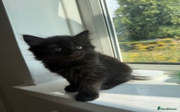 Persian cats for sale: Persian BSH kittens ready next weekend - Image 18