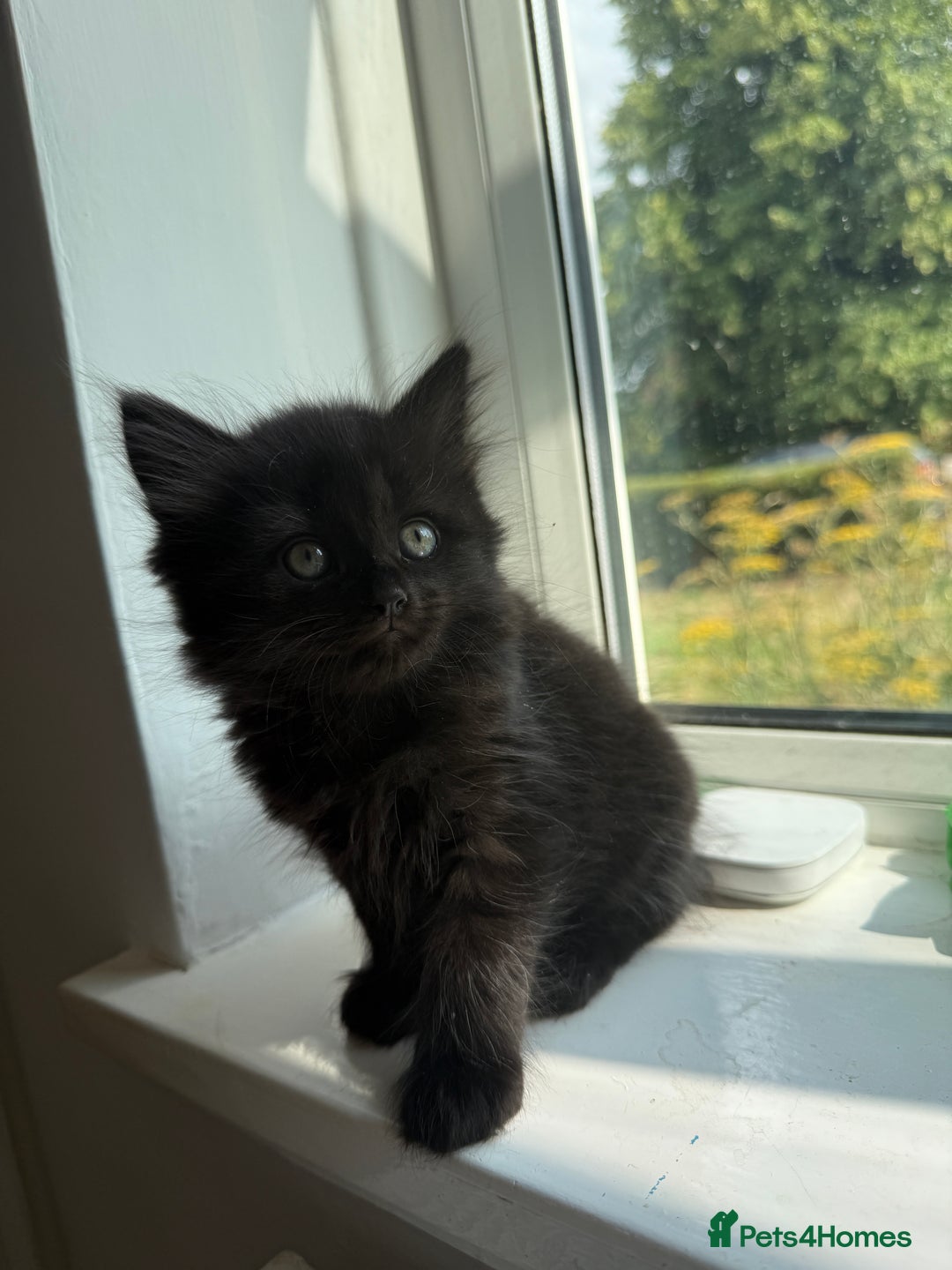 Persian cats for sale: Persian BSH kittens ready next weekend - Image 18