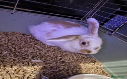 Mixed Breed rabbits for sale: Mini lop cross bunny - Image 2