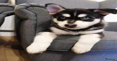 Mixed Breed dogs - Advert 9