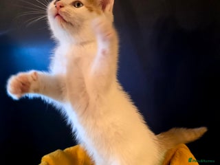 Mixed Breed cats - Advert 3