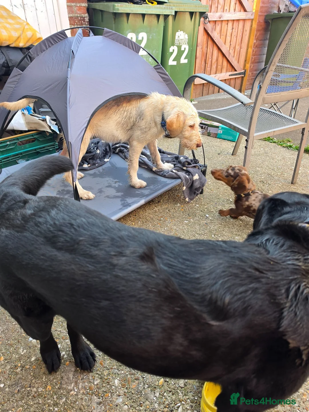 Labradoodle dogs for sale: 4 month old labradoodle boy  in Southampton - Advert 2