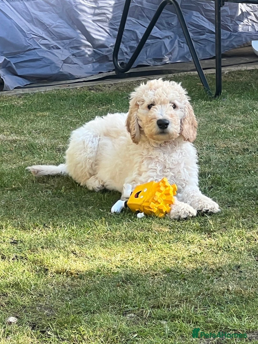 Standard English Cream Goldendoodle F1b English Cream Goldendoodle
