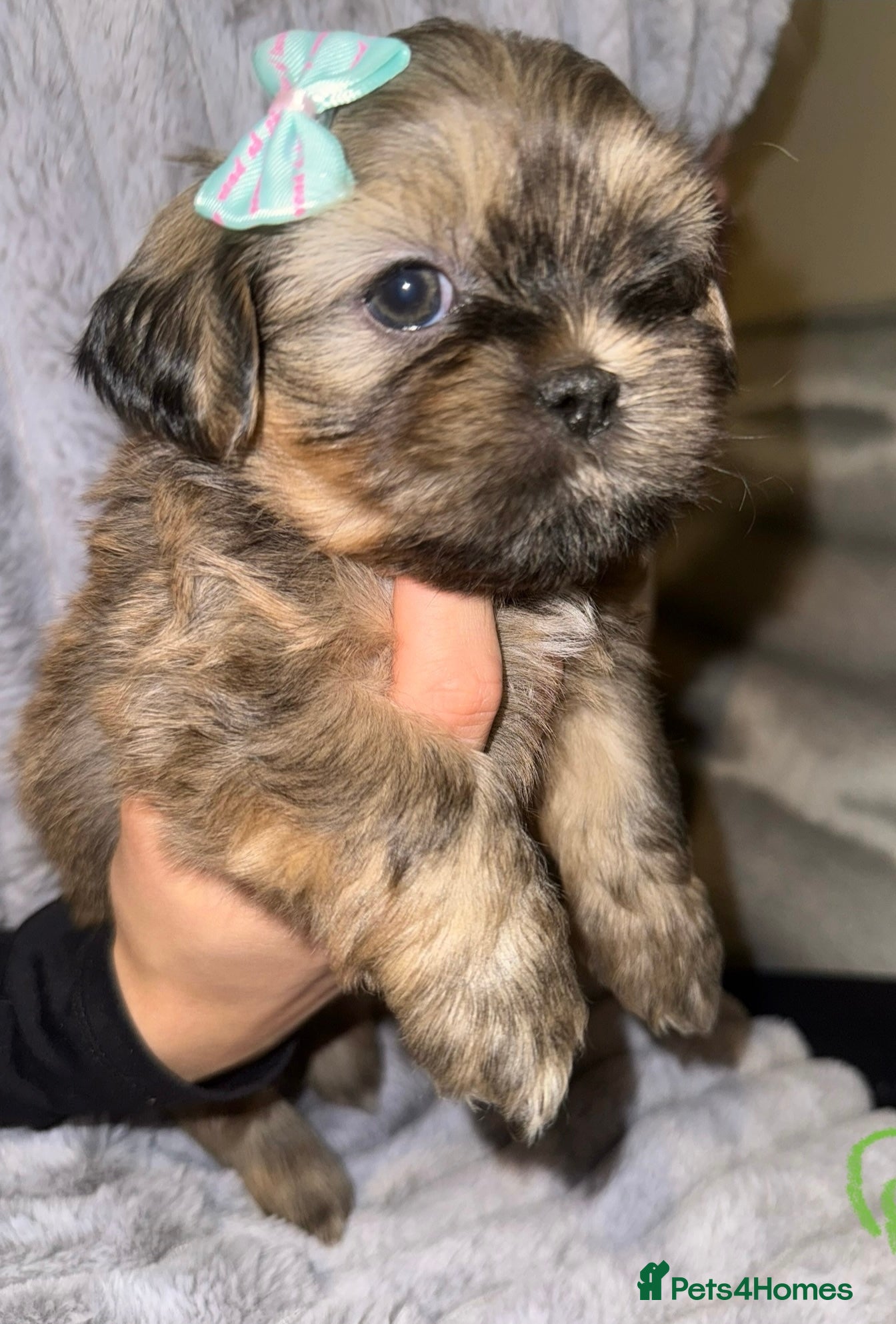 Shih Tzu dogs 💕Adorable Purebred Shih Tzu Puppies💕 - Advert 3