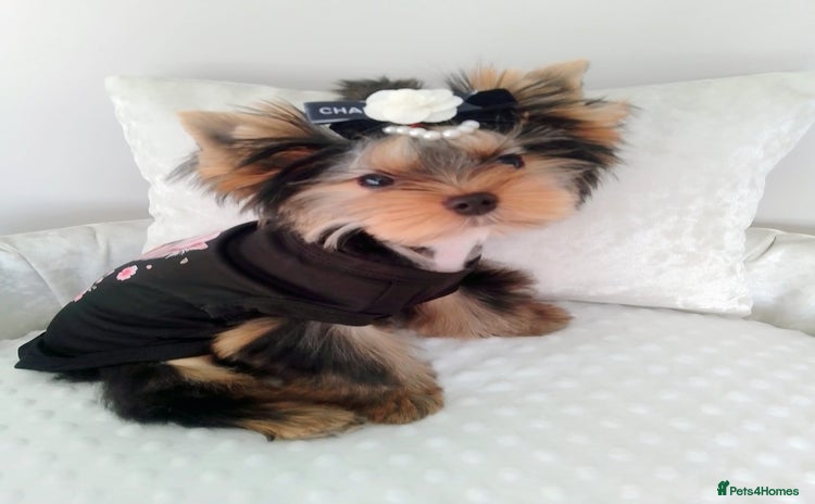 Yorkshire Terrier dogs 🖤Gorgeous yorkie girl available 🖤 - Advert 4