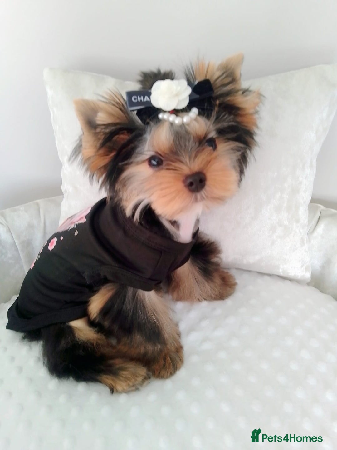 Yorkshire Terrier dogs for sale: 🖤Gorgeous yorkie girl available 🖤 - Advert 1
