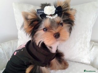 Yorkshire Terrier dogs Gorgeous yorkie girl available - Advert 2