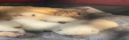 British Shorthair cats for sale: GCCF Registered chunky Colourpoints - Advert 5