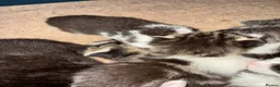 Domestic Shorthair cats for sale: Multiple litters  - Advert 10