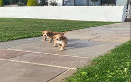 Cocker Spaniel dogs for sale: Cocker spaniel - Image 11