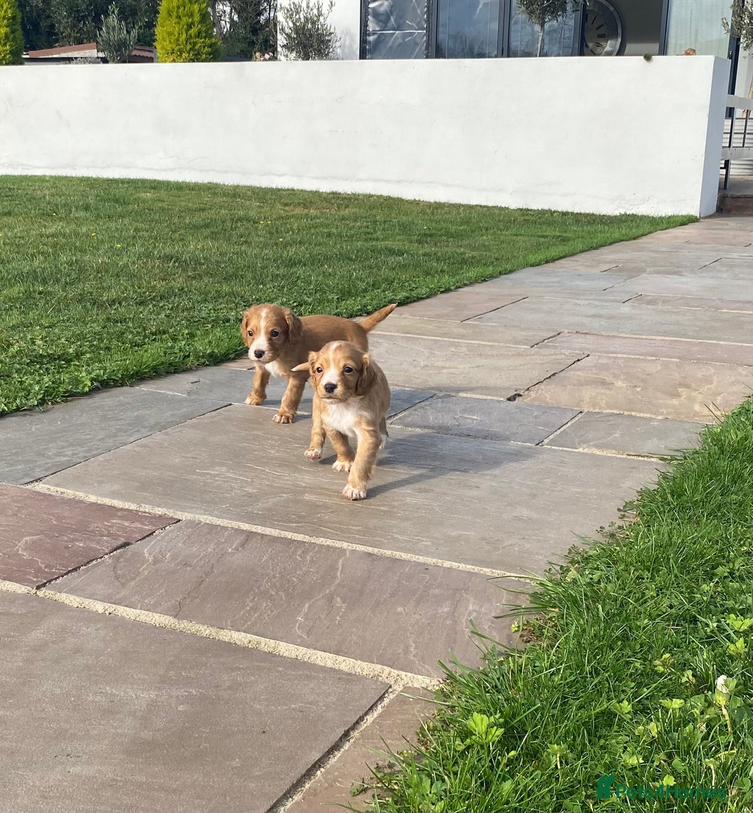 Cocker Spaniel dogs for sale: Cocker spaniel - Image 11