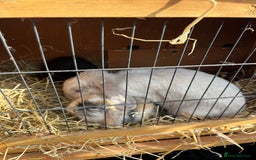Mini Lop rabbits for sale: Autumn babies - Image 1
