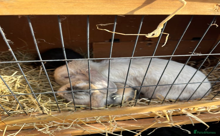 Mini Lop rabbits - Advert 3