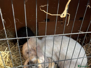 Mini Lop rabbits - Advert 10