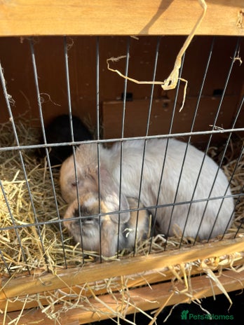 Mini Lop rabbits - Advert 3