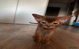 Abyssinian cats for sale: Last 3 kittens left ♥️💙 - Image 15