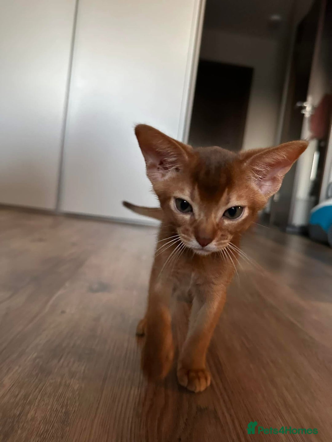 Abyssinian cats for sale: Last 3 kittens left ♥️💙 - Image 15